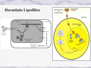 Hormônio Lipofílico
 