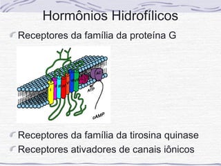 Hormônios Hidrofílicos
Receptores da família da proteína G




Receptores da família da tirosina quinase
Receptores ativadores de canais iônicos
 