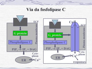 Via da fosfolipase C

                   ECF                                  Ca2+



                    Plasma membrane
                                                                   ECF




                                                                    Plasma membrane
   G protein
                                        Gs protein

Phospholipase C                       Phospholipase C

 PIP2 → IP3 + DAG                      PIP2 → IP3 + DAG
                                                                  Cyto-
                  Cyto-
                                                               2+ plasm
                  plasm                                   Ca
                                             ER
        ER         Ca2+
                                                          responses
 