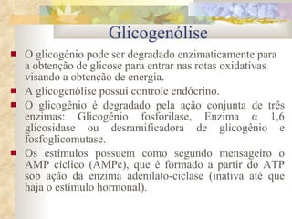 Glicogenólise O glicogênio pode ser degradado enzimaticamente para a obtenção de glicose para entrar nas rotas oxidativas  visando a obtenção de energia. A glicogenólise possui controle endócrino. O glicogênio é degradado pela ação conjunta de três enzimas: Glicogênio fosforilase, Enzima  α 1,6 glicosidase ou desramificadora de glicogênio e fosfoglicomutase. Os estímulos possuem como segundo mensageiro o AMP cíclico (AMPc), que é formado a partir do ATP sob ação da enzima adenilato-ciclase (inativa até que haja o estímulo hormonal). 