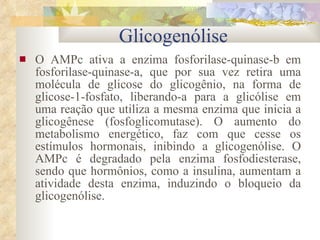 Glicogenólise O AMPc ativa a enzima fosforilase-quinase-b em fosforilase-quinase-a, que por sua vez retira uma molécula de glicose do glicogênio, na forma de glicose-1-fosfato, liberando-a para a glicólise em uma reação que utiliza a mesma enzima que inicia a glicogênese (fosfoglicomutase). O aumento do metabolismo energético, faz com que cesse os estímulos hormonais, inibindo a glicogenólise. O AMPc é degradado pela enzima fosfodiesterase, sendo que hormônios, como a insulina, aumentam a atividade desta enzima, induzindo o bloqueio da glicogenólise. 