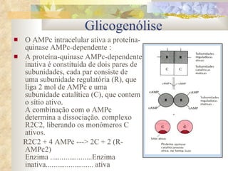 O AMPc intracelular ativa a proteína-quinase AMPc-dependente : A proteína-quinase AMPc-dependente inativa é constituída de dois pares de subunidades, cada par consiste de uma subunidade regulatória (R), que liga 2 mol de AMPc e uma subunidade catalítica (C), que contem o sítio ativo.  A combinação com o AMPc determina a dissociação. complexo R2C2, liberando os monômeros C ativos.  R2C2 + 4 AMPc ---> 2C + 2 (R-AMPc2)  Enzima ......................Enzima inativa......................... ativa  Glicogenólise 