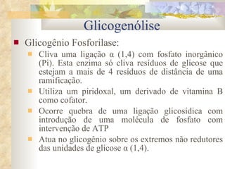 Glicogênio Fosforilase: Cliva uma ligação  α (1,4) com fosfato inorgânico (Pi). Esta enzima só cliva resíduos de glicose que estejam a mais de 4 resíduos de distância de uma ramificação. Utiliza um piridoxal, um derivado de vitamina B como cofator. Ocorre quebra de uma ligação glicosídica com introdução de uma molécula de fosfato com intervenção de ATP Atua no glicogênio sobre os extremos não redutores das unidades de glicose α (1,4). Glicogenólise 