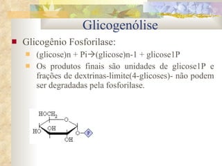 Glicogênio Fosforilase: (glicose)n + Pi  (glicose)n-1 + glicose1P Os produtos finais são unidades de glicose1P e frações de dextrinas-limite(4-glicoses)- não podem ser degradadas pela fosforilase. Glicogenólise 