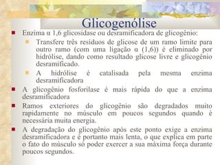 Enzima  α 1,6 glicosidase ou desramificadora de glicogênio: Transfere três resíduos de glicose de um ramo limite para outro ramo (com uma ligação  α (1,6)) é eliminado por hidrólise, dando como resultado glicose livre e glicogênio desramificado. A hidrólise é catalisada pela mesma enzima desramificadora A glicogênio fosforilase é mais rápida do que a enzima desramificadora Ramos exteriores do glicogênio são degradados muito rapidamente no músculo em poucos segundos quando é necessária muita energia. A degradação do glicogênio após este ponto exige a enzima desramificadora e é portanto mais lenta, o que explica em parte o fato do músculo só poder exercer a sua máxima força durante poucos segundos. Glicogenólise 