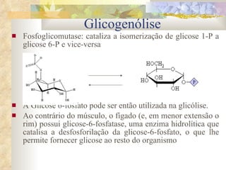 Fosfoglicomutase: cataliza a isomerização de glicose 1-P a glicose 6-P e vice-versa A Glicose 6-fosfato pode ser então utilizada na glicólise. Ao contrário do músculo, o fígado (e, em menor extensão o rim) possui glicose-6-fosfatase, uma enzima hidrolítica que catalisa a desfosforilação da glicose-6-fosfato, o que lhe permite fornecer glicose ao resto do organismo Glicogenólise 