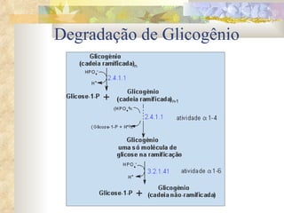 Degradação de Glicogênio 