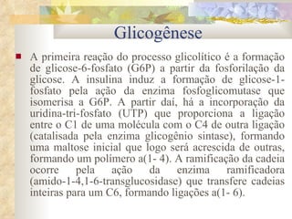 A primeira reação do processo glicolítico é a formação de glicose-6-fosfato (G6P) a partir da fosforilação da glicose. A insulina induz a formação de glicose-1-fosfato pela ação da enzima fosfoglicomutase que isomerisa a G6P. A partir daí, há a incorporação da uridina-tri-fosfato (UTP) que proporciona a ligação entre o C1 de uma molécula com o C4 de outra ligação (catalisada pela enzima glicogênio sintase), formando uma maltose inicial que logo será acrescida de outras, formando um polímero a(1- 4). A ramificação da cadeia ocorre pela ação da enzima ramificadora (amido-1-4,1-6-transglucosidase) que transfere cadeias inteiras para um C6, formando ligações a(1- 6). Glicogênese 