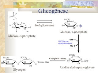 Glicogênese Glucose-6-phosphate Glucose-1-phosphate Uridine diphosphate glucose Glicogênio sintase Glycogen Fosfoglicomutase 