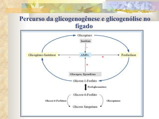 Percurso da glicogenogênese e glicogenólise no fígado   