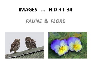 IMAGES … H D R I 34
FAUNE & FLORE
 