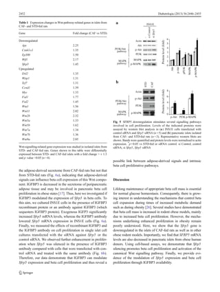 the adipose-derived secretome from CAF-fed rats but not that
from STD-fed rats (Fig. 6a), indicating that adipose-derived
signals can influence beta cell expression of this Wnt compo-
nent. IGFBP3 is decreased in the secretome of peripancreatic
adipose tissue and may be involved in pancreatic beta cell
proliferation in obese states [17]. Thus, here we investigated if
IGFBP3 modulated the expression of Sfrp5 in beta cells. To
this aim, we cultured INS1E cells in the presence of IGFBP3
recombinant protein or an antibody against IGFBP3 (which
sequesters IGFBP3 protein). Exogenous IGFP3 significantly
increased Sfrp5 mRNA levels, whereas the IGFBP3 antibody
lowered Sfrp5 mRNA expression in INS1E cells (Fig. 6a).
Finally, we measured the effects of recombinant IGFBP3 and
the IGFBP3 antibody on cell proliferation in single islet cell
cultures transfected with the siRNA against Sfrp5 or the
control siRNA. We observed further enhancement in prolifer-
ation when Sfrp5 was silenced in the presence of IGFBP3
antibody compared with cells that were transfected with con-
trol siRNA and treated with the same antibody (Fig. 6b).
Therefore, our data demonstrate that IGFBP3 can modulate
Sfrp5 expression and beta cell proliferation and thus reveal a
possible link between adipose-derived signals and intrinsic
beta cell proliferative pathways.
Discussion
Lifelong maintenance of appropriate beta cell mass is essential
for normal glucose homeostasis. Consequently, there is grow-
ing interest in understanding the mechanisms that control beta
cell expansion during times of increased metabolic demand
such as during obesity [26]. Several studies have demonstrated
that beta cell mass is increased in rodent obese models, mainly
due to increased beta cell proliferation. However, the mecha-
nisms underlining enhanced proliferation in obesity remain
poorly understood. Here, we show that the Sfrp5 gene is
downregulated in the islets of CAF-fed rats as well as in other
obese rodent models. Importantly, we find that SFRP5 mRNA
levels are also decreased in pancreatic islets from obese human
donors. Using cell-based assays, we demonstrate that Sfrp5
silencing promotes beta cell proliferation and activation of the
canonical Wnt signalling pathway. Finally, we provide evi-
dence of the modulation of Sfrp5 expression and beta cell
proliferation through IGFBP3 availability.
Table 1 Expression changes in Wnt-pathway-related genes in islets from
CAF- and STD-fed rats
Gene Fold change (CAF vs STD)
Downregulated
Apc 2.25
Csnk1α1 1.35
Ep300 1.50
Wif1 2.17
Sfrp5 1.45
Upregulated
Dvl2 1.35
Wisp1 1.31
Tcf7 1.31
Ccnd1 1.39
Myc 1.33
Fzd1 1.77
Fzd2 1.45
Wnt1 1.56
Wnt11 2.02
Wnt2b 2.32
Wnt5a 1.33
Wnt5b 1.62
Wnt7a 1.34
Wnt7b 1.36
Wnt9a 2.05
Wnt-signalling-related gene expression was studied in isolated islets from
STD- and CAF-fed rats. Genes shown in this table were differentially
expressed between STD- and CAF-fed islets with a fold change > ± 1.3
and p value <0.05 (n =4)
STD
CAF
0
2
4
6
8
Proteinlevel(fold)
*
*
*
b
a
p-Akt PI3K p-MAPK
MAPK
pathway
PI3K/Akt
pathway
-
siSfrp5
siControl
p-Akt
PI3K
pathway
PI3K/Akt
pathway
MAPK p-MAPK
Actin
Actin
MAPK
p-MAPK
p-Akt
PI3K
Akt
0
1
2
3
4
5
6
Proteinlevel(fold)
p-Akt
pPI3K
MAPK
p-MAPK
Akt
*
*
*
INS1E
Fig. 5 SFRP5 downregulation stimulates several signalling pathways
involved in cell proliferation. Levels of the indicated proteins were
assayed by western blot analysis in (a) INS1E cells transfected with
control siRNA and Sfrp5 siRNA (n =5) and (b) pancreatic islets isolated
from CAF- and STD-fed rats (n =3). Representative western blots are
shown. Bands were quantified and protein levels were normalised to actin
expression. *
p<0.05 vs STD-fed or siRNA control. si Control, control
siRNA; si Sfrp5, Sfrp5 siRNA
2452 Diabetologia (2013) 56:2446–2455
 