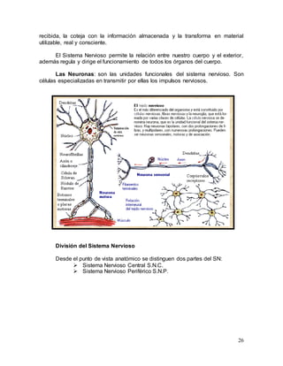 26
recibida, la coteja con la información almacenada y la transforma en material
utilizable, real y consciente.
El Sistema Nervioso permite la relación entre nuestro cuerpo y el exterior,
además regula y dirige el funcionamiento de todos los órganos del cuerpo.
Las Neuronas: son las unidades funcionales del sistema nervioso. Son
células especializadas en transmitir por ellas los impulsos nerviosos.
División del Sistema Nervioso
Desde el punto de vista anatómico se distinguen dos partes del SN:
 Sistema Nervioso Central S.N.C.
 Sistema Nervioso Periférico S.N.P.
 