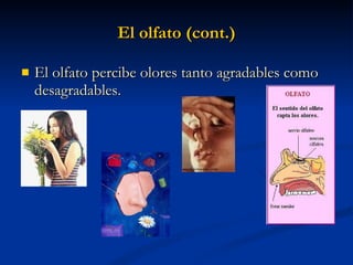 El olfato (cont.) El olfato percibe olores tanto agradables como desagradables. 