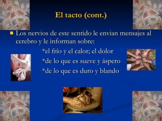 El tacto (cont.) Los nervios de este sentido le envian mensajes al cerebro y le informan sobre: *el frío y el calor; el dolor *de lo que es sueve y áspero *de lo que es duro y blando 