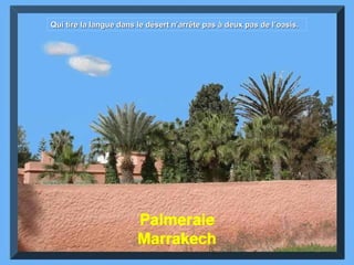 PalmeraieMarrakech  Qui tire la langue dans le désert n’arrête pas à deux pas de l’oasis. 