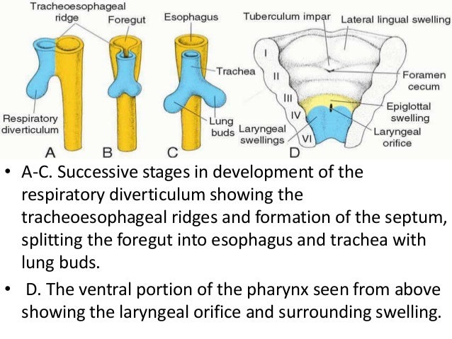 8.8: Embryonic Development Of The Respiratory System – OQDBRI