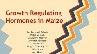 Growth Regulating
Hormones in Maize
Dr. Burkhart Schulz
Peter English
Catherine Hoover
Jennifer Johnson
Jake Lefler
Yingyu (Winnie) Liu
Mike Shen
Mei Zhao
 