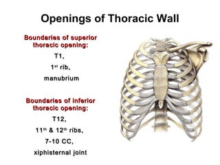 anatomy-lecture-3-thoracic-wall-1-slides | PPT