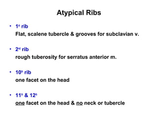 anatomy-lecture-3-thoracic-wall-1-slides | PPT