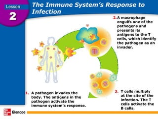 Comprehensive Overview of the Human Immune System and Immunity | PPT