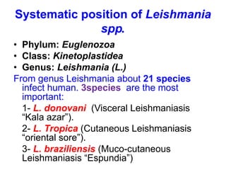 Systematic position of Leishmania
spp.
• Phylum: Euglenozoa
• Class: Kinetoplastidea
• Genus: Leishmania (L.)
From genus Leishmania about 21 species
infect human. 3species are the most
important:
1- L. donovani (Visceral Leishmaniasis
“Kala azar”).
2- L. Tropica (Cutaneous Leishmaniasis
“oriental sore”).
3- L. braziliensis (Muco-cutaneous
Leishmaniasis “Espundia”)
 