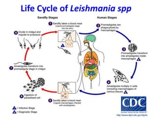 Life Cycle of Leishmania spp
 