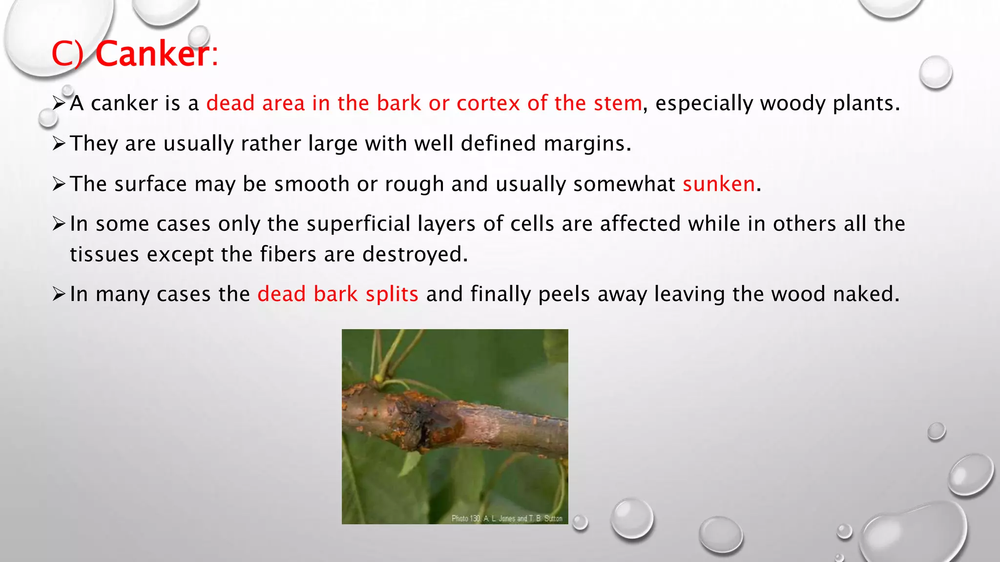 387005224-Plant-Diseases-Lec-1-2-pptx.pptx