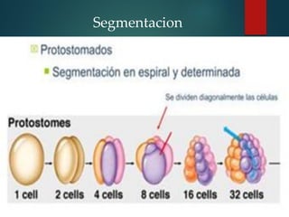 Segmentacion
 