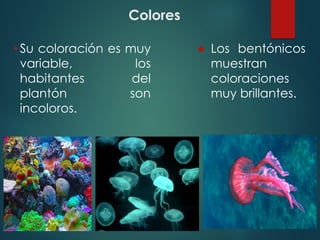 Colores
• Su coloración es muy
variable, los
habitantes del
plantón son
incoloros.
● Los bentónicos
muestran
coloraciones
muy brillantes.
 