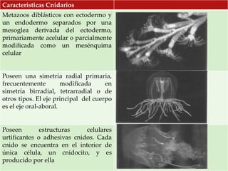 Características Cnidarios
Metazoos diblásticos con ectodermo y
un endodermo separados por una
mesoglea derivada del ectodermo,
primariamente acelular o parcialmente
modificada como un mesénquima
celular
Poseen una simetría radial primaria,
frecuentemente modificada en
simetría birradial, tetrarradial o de
otros tipos. El eje principal del cuerpo
es el eje oral-aboral.
Poseen estructuras celulares
urtificantes o adhesivas cnidos. Cada
cnido se encuentra en el interior de
única célula, un cnidocito, y es
producido por ella
 