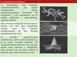 Características Cnidarios
La musculatura está formada,
fundamentalmente, por células
mioepiteliales ( células
epiteliomusculares) derivadas del
ectodermo y del endodermo (en el
adulto, epidermis y gastrodermis,
respectivamente.
Hay una fase polopoide asexual que se
alterna con otra fase medusoide
sexual; pero hay muchas
modificaciones de este modelo
fundamental del ciclo
La cavidad gastrovascular
(celéntteron), deriva del endodermo y
es la única «cavidad corporal». EL
celénteron tiene forma de saco, aunque
puede estar tabicado o ramificado,
pero siempre con un único orificio al
exterior, que actúa como boca y ano.
 