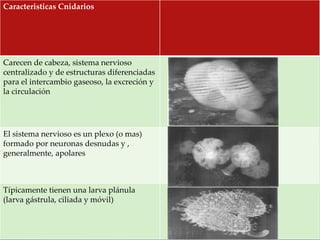 Caracteristicas Cnidarios
Carecen de cabeza, sistema nervioso
centralizado y de estructuras diferenciadas
para el intercambio gaseoso, la excreción y
la circulación
El sistema nervioso es un plexo (o mas)
formado por neuronas desnudas y ,
generalmente, apolares
Típicamente tienen una larva plánula
(larva gástrula, ciliada y móvil)
 