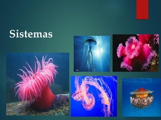 Sistemas
 