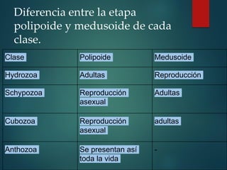 Diferencia entre la etapa
polipoide y medusoide de cada
clase.
Clase Polipoide Medusoide
Hydrozoa Adultas Reproducción
Schypozoa Reproducción
asexual
Adultas
Cubozoa Reproducción
asexual
adultas
Anthozoa Se presentan así
toda la vida
-
 