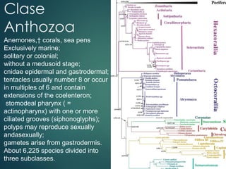 Clase
Anthozoa
Anemones,† corals, sea pens
Exclusively marine;
solitary or colonial;
without a medusoid stage;
cnidae epidermal and gastrodermal;
tentacles usually number 8 or occur
in multiples of 6 and contain
extensions of the coelenteron;
stomodeal pharynx ( =
actinopharynx) with one or more
ciliated grooves (siphonoglyphs);
polyps may reproduce sexually
andasexually;
gametes arise from gastrodermis.
About 6,225 species divided into
three subclasses.
 