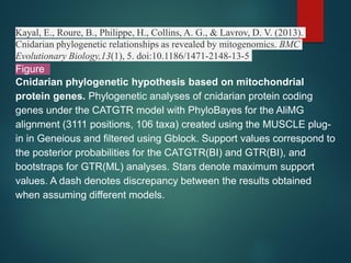Kayal, E., Roure, B., Philippe, H., Collins, A. G., & Lavrov, D. V. (2013).
Cnidarian phylogenetic relationships as revealed by mitogenomics. BMC
Evolutionary Biology,13(1), 5. doi:10.1186/1471-2148-13-5
Figure
Cnidarian phylogenetic hypothesis based on mitochondrial
protein genes. Phylogenetic analyses of cnidarian protein coding
genes under the CATGTR model with PhyloBayes for the AliMG
alignment (3111 positions, 106 taxa) created using the MUSCLE plug-
in in Geneious and filtered using Gblock. Support values correspond to
the posterior probabilities for the CATGTR(BI) and GTR(BI), and
bootstraps for GTR(ML) analyses. Stars denote maximum support
values. A dash denotes discrepancy between the results obtained
when assuming different models.
 