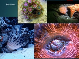 Zoanthus sp.
 