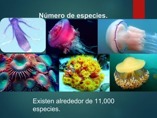 Número de especies.
Existen alrededor de 11,000
especies.
 