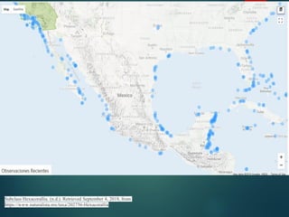 Subclass Hexacorallia. (n.d.). Retrieved September 4, 2018, from
https://www.naturalista.mx/taxa/202756-Hexacorallia
 