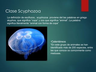 La definición de escifozoo, scyphozoa proviene del las palabras en griego
skyphos, que significa “copa” y zoo que significa “animal”. La palabra
significa literalmente “animal con forma de copa”
*Celentéreos
*En este grupo de animales se han
identificado más de 200 especies, entre
las que conoce os comúnmente como
medusas.
Clase Scyphozoa
 