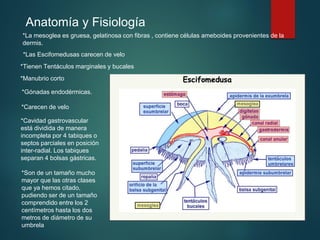 Anatomía y Fisiología
*La mesoglea es gruesa, gelatinosa con fibras , contiene células ameboides provenientes de la
dermis.
*Las Escifomedusas carecen de velo
*Tienen Tentáculos marginales y bucales
*Manubrio corto
*Gónadas endodérmicas.
*Carecen de velo
*Cavidad gastrovascular
está dividida de manera
incompleta por 4 tabiques o
septos parciales en posición
inter-radial. Los tabiques
separan 4 bolsas gástricas.
*Son de un tamaño mucho
mayor que las otras clases
que ya hemos citado,
pudiendo ser de un tamaño
comprendido entre los 2
centímetros hasta los dos
metros de diámetro de su
umbrela
 