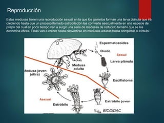 Estas medusas tienen una reproducción sexual en la que los gametos forman una larva plánula que irá
creciendo hasta que un proceso llamado estrobilación las convierte asexualmente en una especie de
pólipo del cual en poco tiempo van a surgir una serie de medusas de reducido tamaño que se las
denomina éfiras. Estas van a crecer hasta convertirse en medusas adultas hasta completar el círculo.
Reproducción
 