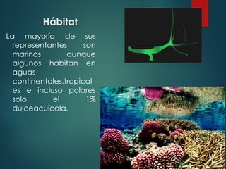 Hábitat
La mayoría de sus
representantes son
marinos aunque
algunos habitan en
aguas
continentales,tropical
es e incluso polares
solo el 1%
dulceacuícola.
 