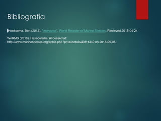 Bibliografía
Hoeksema, Bert (2013). "Anthozoa". World Register of Marine Species. Retrieved 2015-04-24
WoRMS (2018). Hexacorallia. Accessed at:
http://www.marinespecies.org/aphia.php?p=taxdetails&id=1340 on 2018-09-05.
 