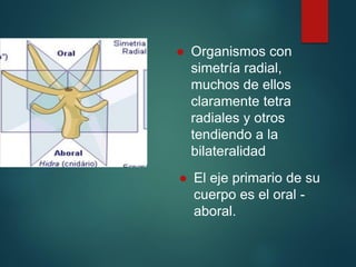 ● Organismos con
simetría radial,
muchos de ellos
claramente tetra
radiales y otros
tendiendo a la
bilateralidad
● El eje primario de su
cuerpo es el oral -
aboral.
 