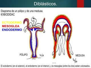 Diblásticos.
ECTODERMO
MESOGLEA
ENDODERMO
 