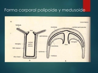 Forma corporal polipoide y medusoide
 