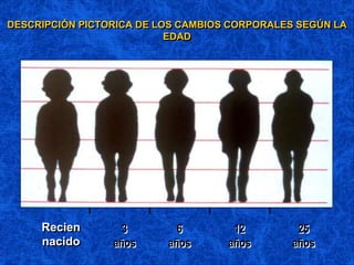 DESCRIPCIÓN PICTORICA DE LOS CAMBIOS CORPORALES SEGÚN LA
EDAD
Recien
nacido
3
años
6
años
12
años
25
años
 