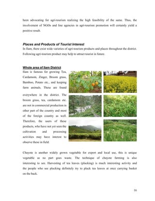 been advocating for agri-tourism realizing the high feasibility of the same. Thus, the
involvement of NGOs and line agencies in agri-tourism promotion will certainly yield a
positive result.



Places and Products of Tourist Interest
In Ilam, there exist wide varieties of agri-tourism products and places throughout the district.
Following agri-tourism product may help to attract tourist in future.



Whole area of Ilam District
Ilam is famous for growing Tea,
Cardamom, Zinger, Broom grass,
Bamboo, Potato etc., and keeping
farm animals. These are found

everywhere in the district. The
broom grass, tea, cardamom etc.
are not in commercial production in
other part of the country and most
of the foreign country as well.
Therefore, the users of these
products, who have not yet seen the
cultivation        and    processing
activities may have interest to
observe these in field.


Chayote is another widely grown vegetable for export and local use, this is unique
vegetable as no part goes waste. The technique of chayote farming is also
interesting to see. Harvesting of tea leaves (plucking) is much interesting activity and
the people who see plucking definitely try to pluck tea leaves at once carrying basket
on the back.




                                                                                             16
 